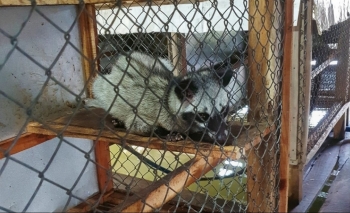 Lão nông Cà Mau lộ bí quyết nuôi chồn hương không đủ bán, lãi trăm triệu mỗi năm