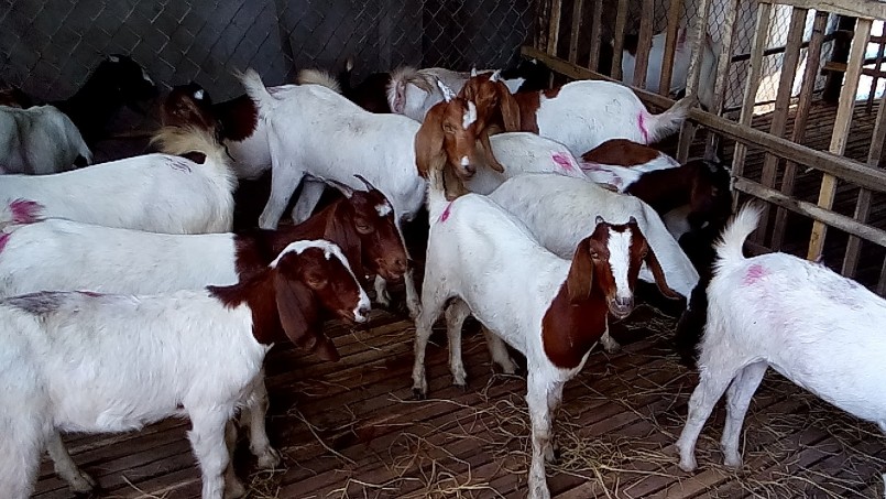 Dê Boer tăng trưởng nhanh, chúng dễ nuôi, mắn đẻ