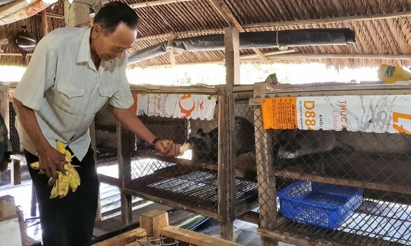 Từ nuôi thử nghiệm, ông Tòng đã mở rộng quy mô nuôi chồn hương và thu lợi nhuận hàng trăm triệu đồng/năm. Từ nuôi thử nghiệm, ông Tòng đã mở rộng quy mô nuôi chồn hương và thu lợi nhuận hàng trăm triệu đồng/năm.