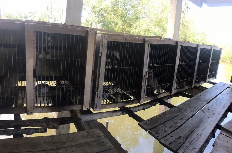 Người dân ở vùng sông nước lựa chọn địa hình để thiết kế chuồng nuôi chồn hương hiệu quả. Người dân ở vùng sông nước lựa chọn địa hình để thiết kế chuồng nuôi chồn hương hiệu quả.