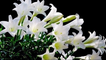 Cây bách hợp tưởng chỉ lấy hoa làm đẹp cho đời, không ngờ lại là dược liệu giúp an thần