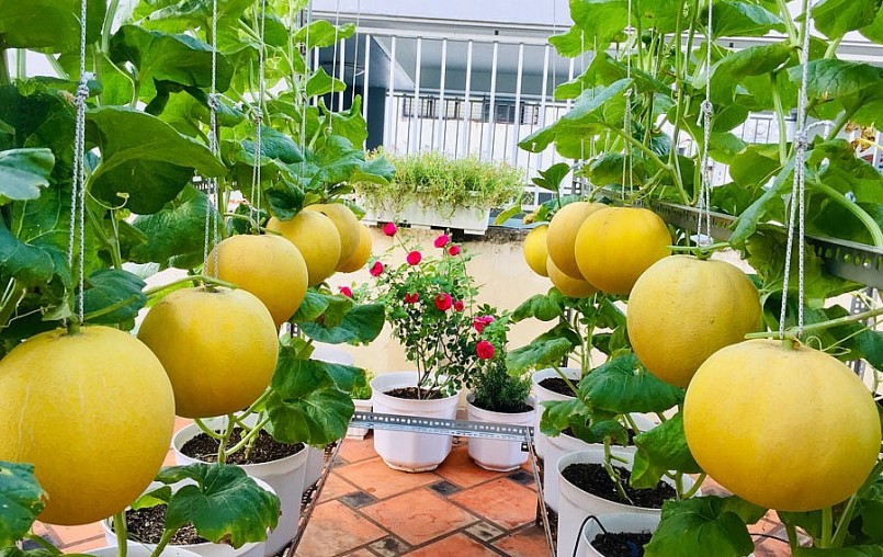 Vườn dưa trên sân thượng rộng 50m2 chị Võ Thị Ngọc Ánh (SN 1990, ở Quận 6, TP.HCM).