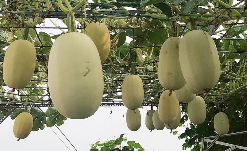 Trồng rau, quả trên sân thượng đang là xu hướng tất yếu, giúp cung cấp thực phẩm sạch cho gia đình.