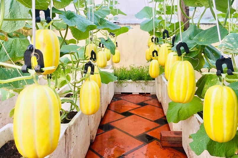 Gia đình chị đã tự thiết kế dàn treo tự động tưới nước, chất dinh dưỡng cho cây.