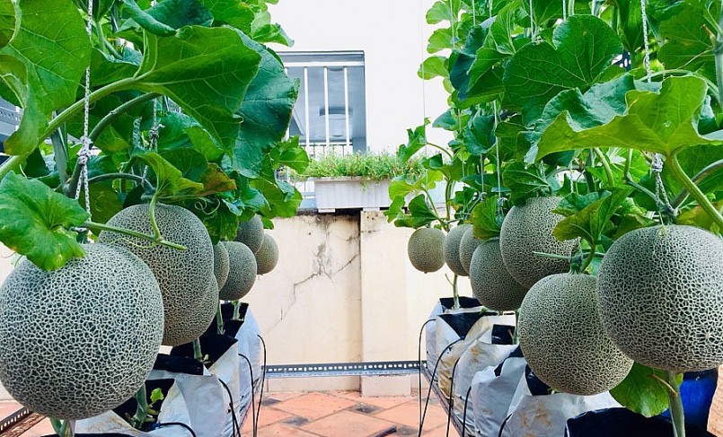 Những quả dưa giòn, ngọt ngoài phục vụ nhu cầu gia đình, chị còn biếu người thân, bạn bè.