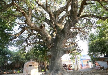 Câu chuyện ly kỳ đến rợn người về cây dầu rái cổ thụ toàn thân xoắn ốc ở Trà Vinh