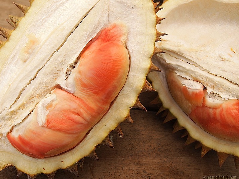 Sầu riêng Pelangi có thể cho thu hoạch tới 800 quả mỗi cây Sầu riêng Pelangi có thể cho thu hoạch tới 800 quả mỗi cây