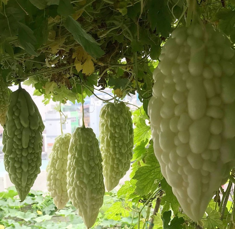 Diện tích các ban công và sân thượng tầng 4 khoảng 60m2 được anh tận dụng triệt để trồng cây.