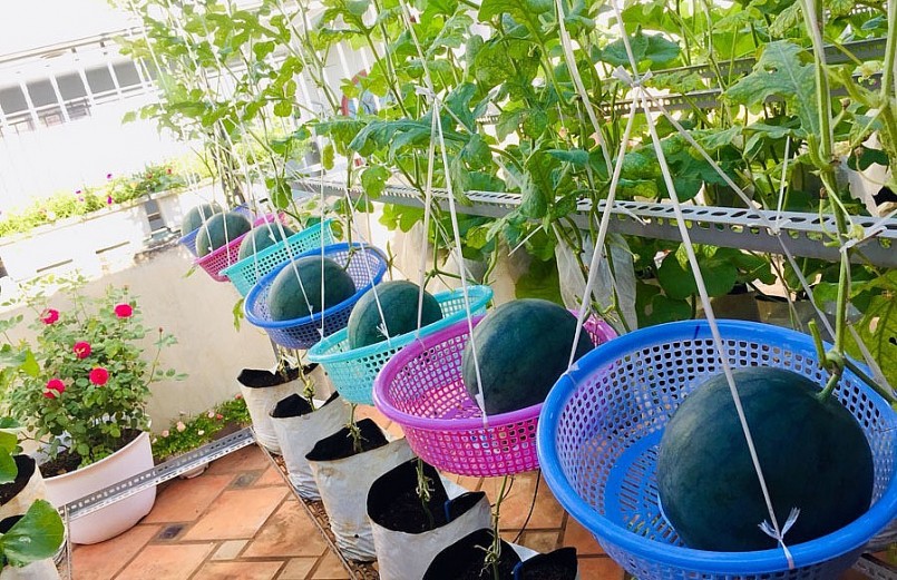 Nhờ sự kiên trì chị ánh đã có vườn quả đẹp như mơ trên sân thượng.