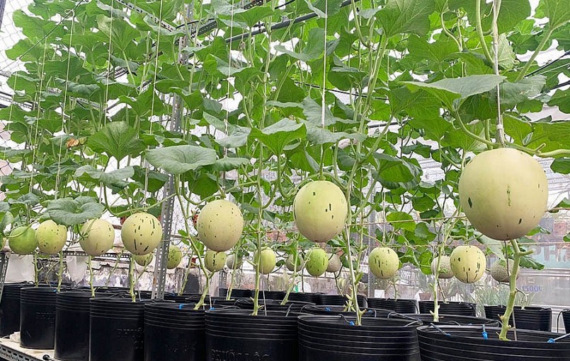 Dưa to, trái căng mọng và ăn rất ngọt.