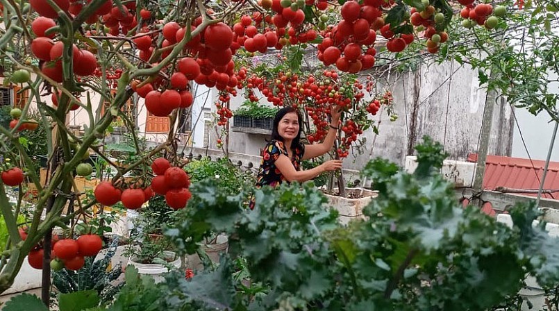 Hàng ngày, chị Tô Thúy Hoàn (50 tuổi, ở Đồ Sơn, Hải Phòng) cũng dành nhiều thời gian để chăm bón cho khu vườn rộng 50m2. 
