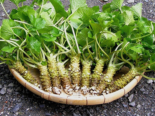 Cây wasabi nổi tiếng khó trồng Cây wasabi nổi tiếng khó trồng