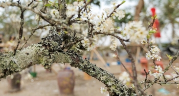 Hết Tết, đào quất ra bãi rác sao có những loại hoa lại cháy hàng ở Hà Nội?