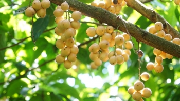 Tên gọi là dâu nhưng lại có màu vàng, đặc sản nức tiếng của xứ Tây Đô