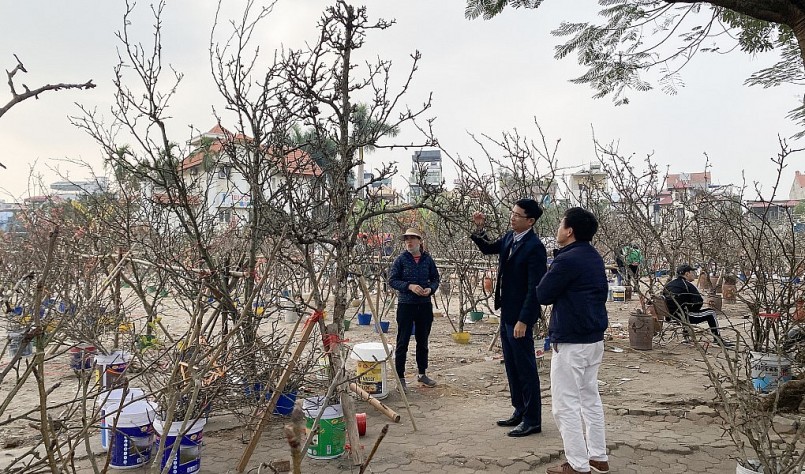 Những cành lê cổ thụ được nhiều người lựa chọn dù có giá đắt đỏ.