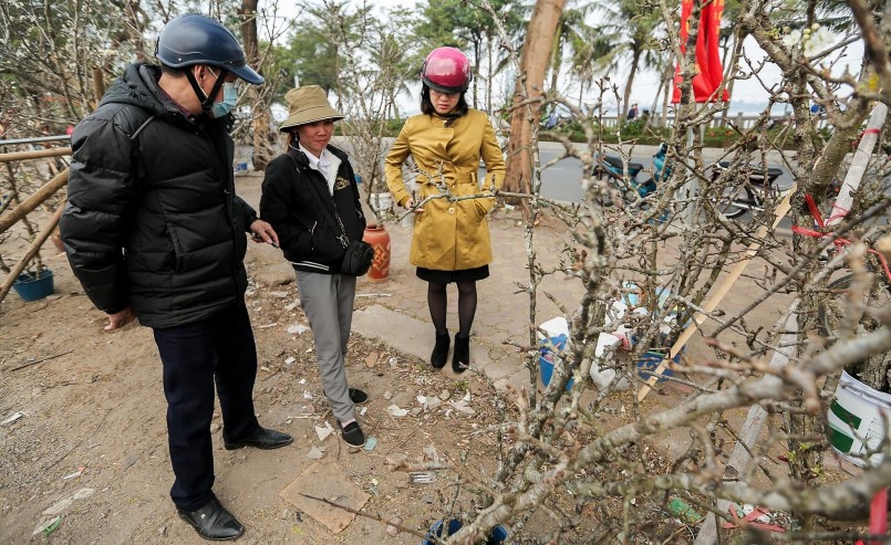  Hoa lê có giá cao bởi hoa lâu tàn, có thể chưng trong nhà 1 – 2 tháng mà không lo hoa bị héo hay thối gốc.