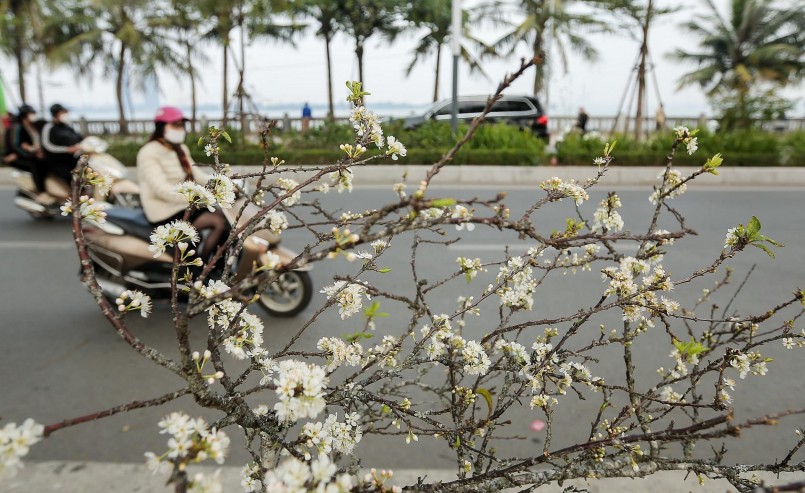 Những cành hoa mận nở trắng xoá chờ người dân rinh về trang hoàng nhà sau Tết. Có những cành mận giá 6 triệu đồng, cành nhỏ giá từ 100 nghìn đồng đến 400 nghìn đồng/cành.