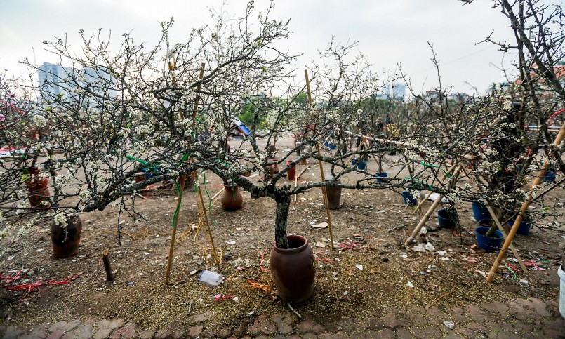 Ngoài những cành hoa lê rừng, các tiểu thương trên đường Lạc Long Quân còn bán rất nhiều cành hoa mận. 