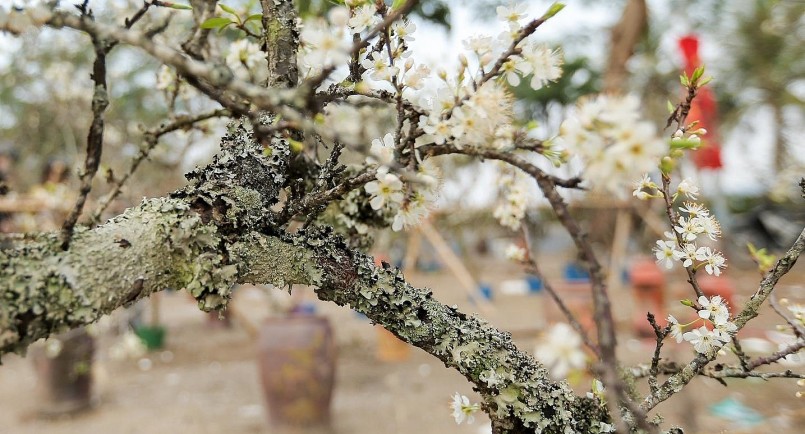 Người Hà Nội đã hình thành thú chơi hoa lê, hoa mận sau tết.