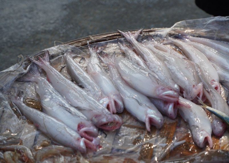 Những mớ cá khoai tươi rói vừa được đưa từ thuyền lên bờ