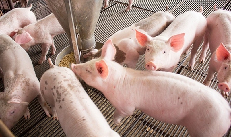 Giá heo hơi dịp Tết luôn duy trì ở mức thấp do lượng tiêu thụ thịt heo giảm.