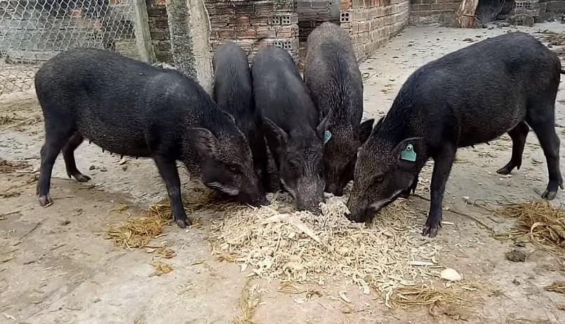 Dịp tết, giá heo rừng lai và heo đặc sản tăng cao và luôn đắt hàng.