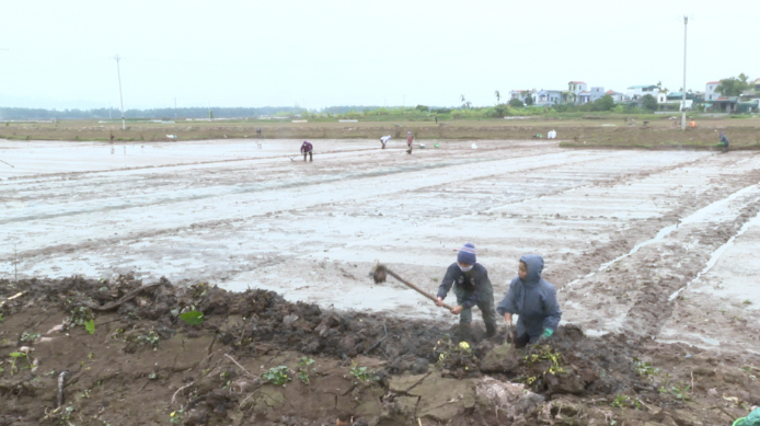 Thành phố Phủ Lý tập trung đẩy mạnh sản xuất vụ Xuân năm 2023