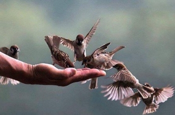 Cách phóng sinh vào ngày rằm tháng Giêng sao cho đúng, tích được nhiều công đức