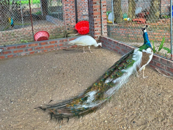 Các giống chim công quý anh Phương đang nuôi