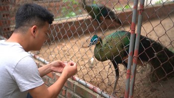 Bỏ việc về quê nuôi loài chim hay múa, bất ngờ có doanh thu tiền tỷ, xây biệt thự khang trang