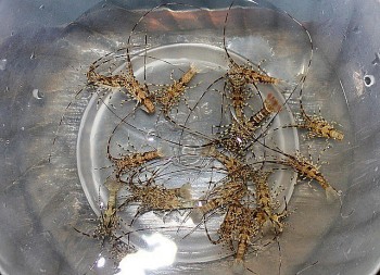 Đi săn loài tôm đặc sản bé như đầu đũa nhưng nổi tiếng đắt đỏ, ngư dân kiếm tiền triệu mỗi ngày