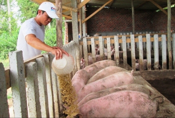 Giá heo hơi hôm nay (03/2) tăng mạnh ở miền Nam kỳ vọng vượt ngưỡng 54.000 đồng/kg