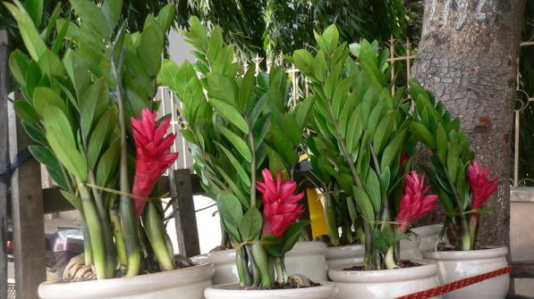 Cây kim tiền bị thối gốc "cấp cứu" theo cách này đảm bảo xanh lại, còn có thể ra hoa