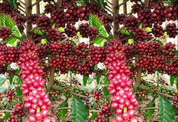 Giá nông sản hôm nay (03/2): Giá cà phê tăng nhẹ, tiêu khởi sắc giá cao nhất 59.000 đồng/kg