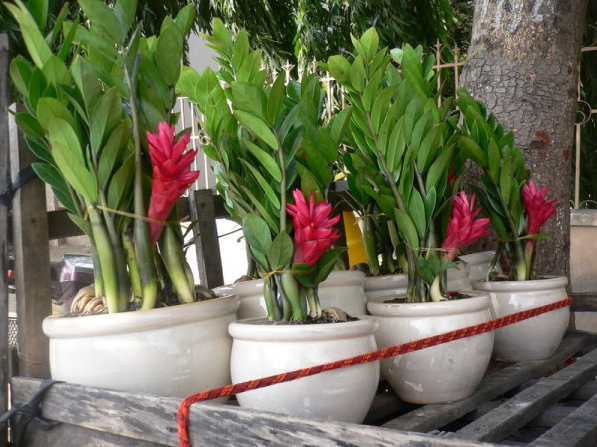 Cây kim tiền bị thối gốc "cấp cứu" theo cách này đảm bảo xanh lại, còn có thể ra hoa