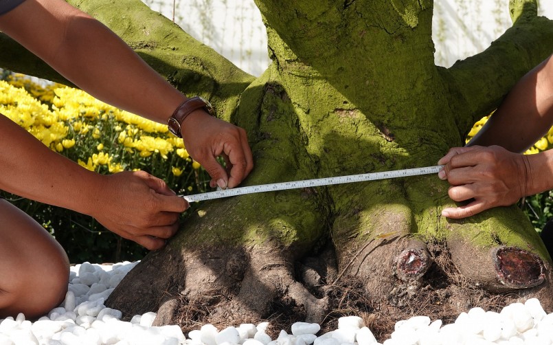 Cây mai giá 7 tỉ đồng có bề hoành gốc 1,3 m.  Ảnh: Duy Tân