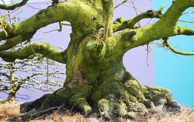 Vườn mai vàng cổ thụ “khủng” tọa lạc khuôn viên quán cà phê Trà Mai Cổ Quán (An Giang)