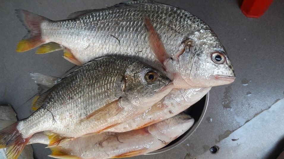 Loại cá xưa ít ai biết, giờ thành đặc sản nổi tiếng muốn mua phải đặt hàng trước