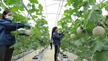 Tiếp tục đổi mới, phát triển và nâng cao hiệu quả kinh tế tập thể