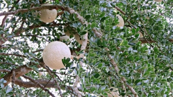 Loại trái cây xấu xí đen xì nhưng ăn sẽ nghiện, quý hơn đông trùng hạ thảo, là đặc sản miền Tây