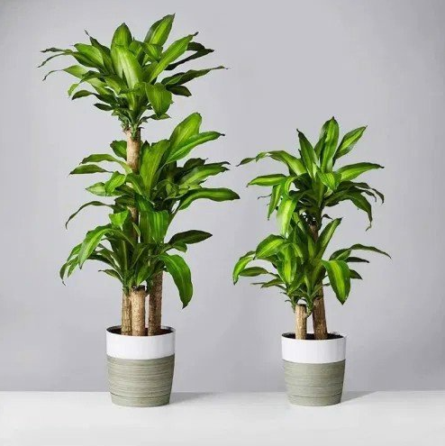 Cây phát tài trổ hoa, gia chủ mừng như vớ được vàng, nhà vườn tiết lộ bí kíp chăm sóc đặc biệt