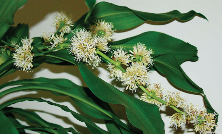 Cây phát tài trổ hoa, gia chủ mừng như vớ được vàng, nhà vườn tiết lộ bí kíp chăm sóc đặc biệt