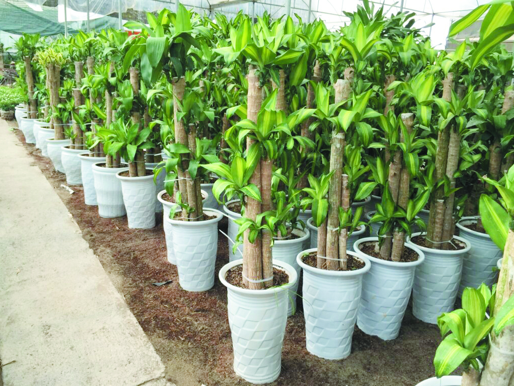 Cây phát tài trổ hoa, gia chủ mừng như vớ được vàng, nhà vườn tiết lộ bí kíp chăm sóc đặc biệt