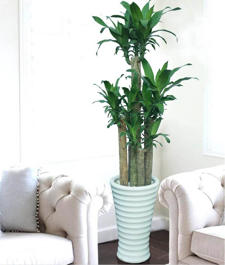 Cây phát tài trổ hoa, gia chủ mừng như vớ được vàng, nhà vườn tiết lộ bí kíp chăm sóc đặc biệt