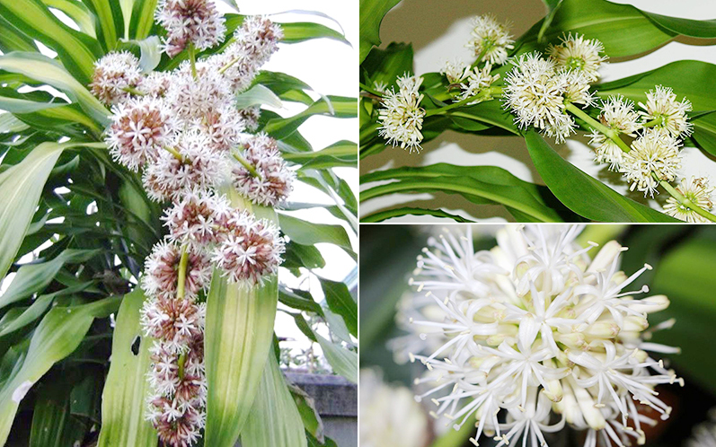 Cây phát tài trổ hoa, gia chủ mừng như vớ được vàng, nhà vườn tiết lộ bí kíp chăm sóc đặc biệt