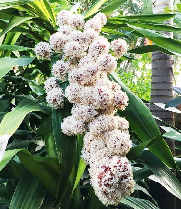 Cây phát tài trổ hoa, gia chủ mừng như vớ được vàng, nhà vườn tiết lộ bí kíp chăm sóc đặc biệt