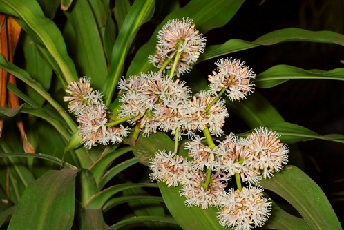 Cây phát tài trổ hoa, gia chủ mừng như vớ được vàng, nhà vườn tiết lộ bí kíp chăm sóc đặc biệt