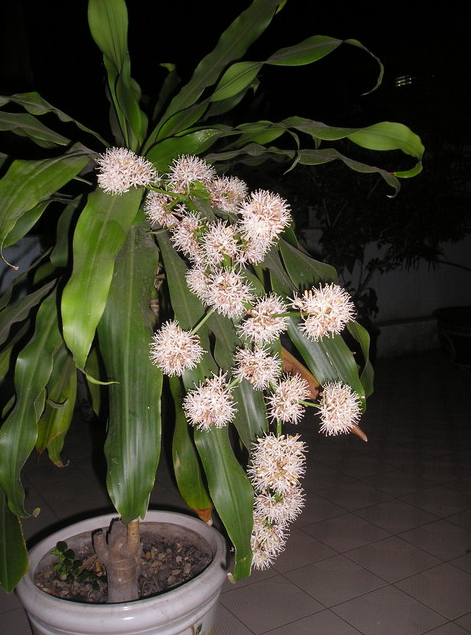 Cây phát tài trổ hoa, gia chủ mừng như vớ được vàng, nhà vườn tiết lộ bí kíp chăm sóc đặc biệt