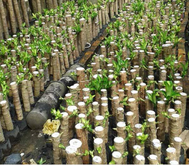 Cây phát tài trổ hoa, gia chủ mừng như vớ được vàng, nhà vườn tiết lộ bí kíp chăm sóc đặc biệt