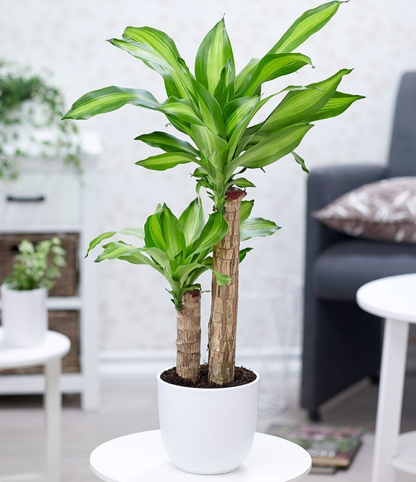 Cây phát tài trổ hoa, gia chủ mừng như vớ được vàng, nhà vườn tiết lộ bí kíp chăm sóc đặc biệt